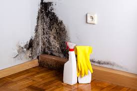  Kenton, OH Mold Removal Pros